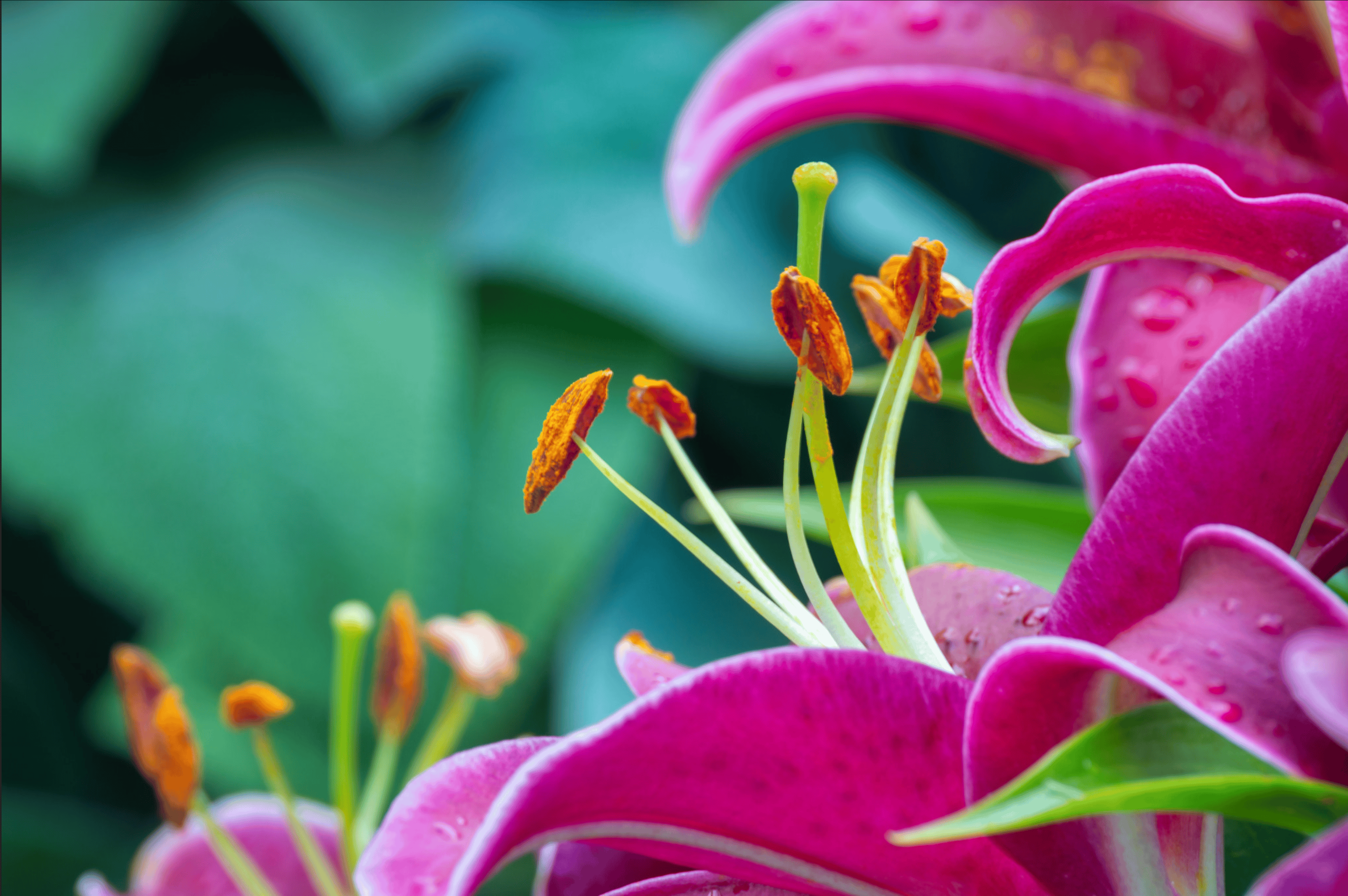 Gardening - photo 1 of 3